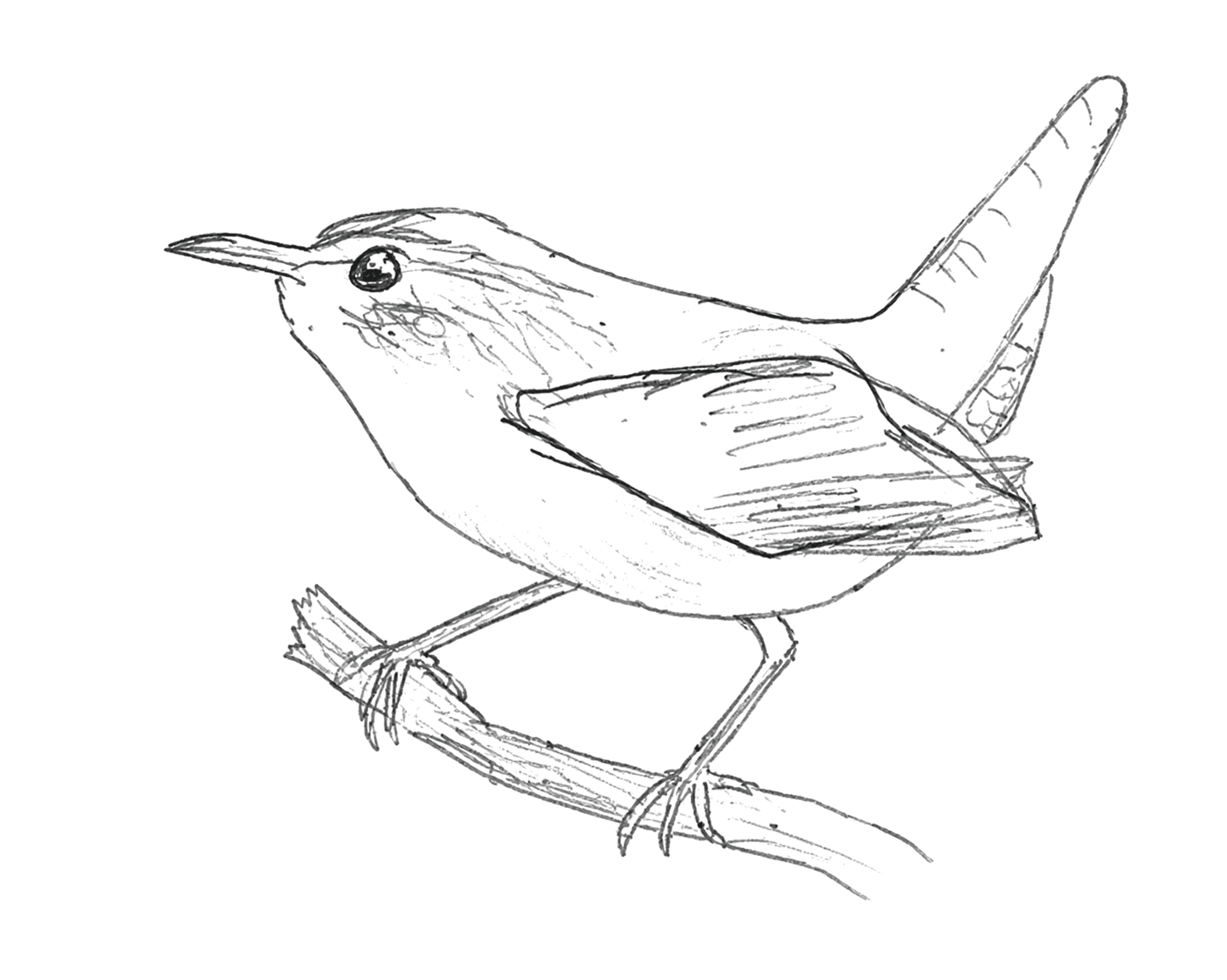 Graphite drawing of a Carolina wren in profile with its tail raised.