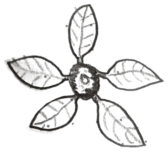 Notebook drawing: five veined leaves around a dark flower eye.