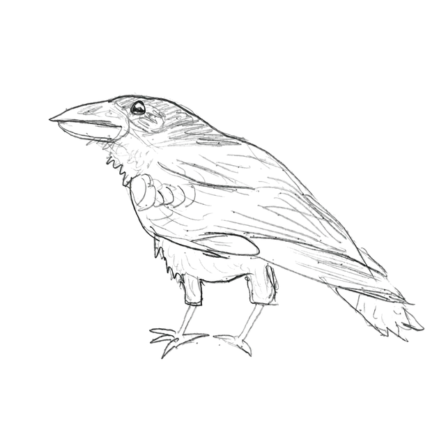 Graphite profile study of a raven facing left, with a bright eye, heavy beak, and folded wing.