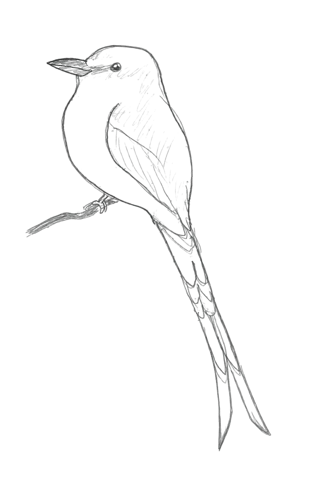 Graphite sketch of a scissor-tailed flycatcher perched in profile, its long tail extending below the branch.